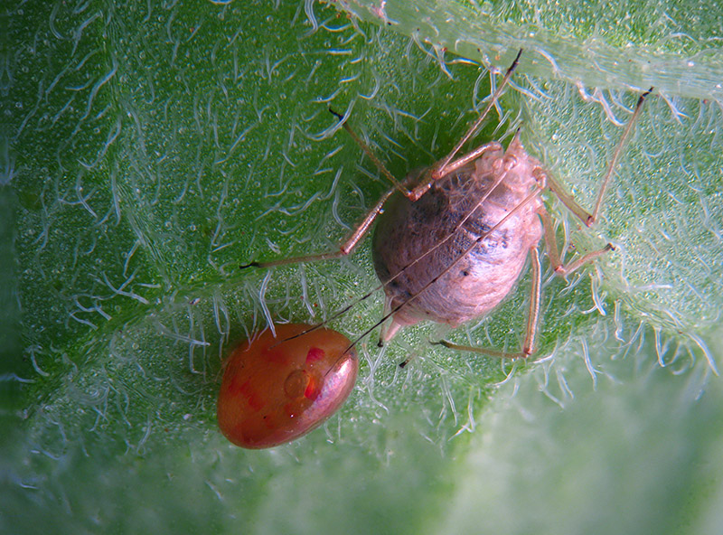 Coreidae: uovo e neanide di Coreus marginatus (Coreidae)